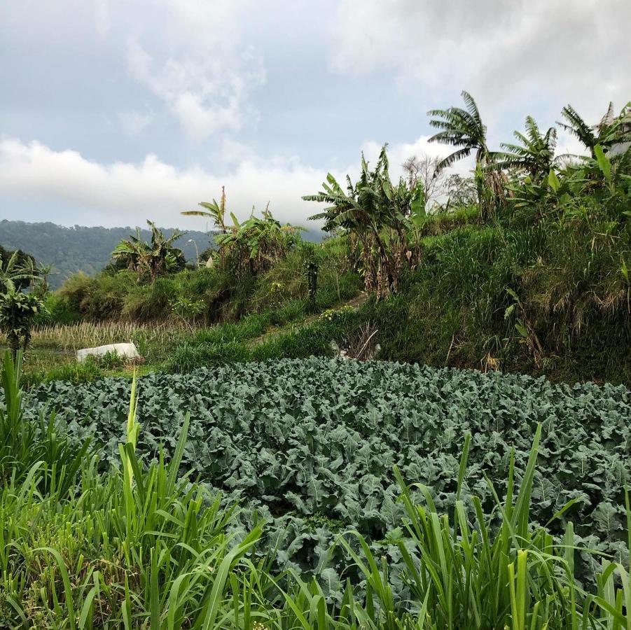 Buyan Lodge Lake View Villa ブドゥグル エクステリア 写真