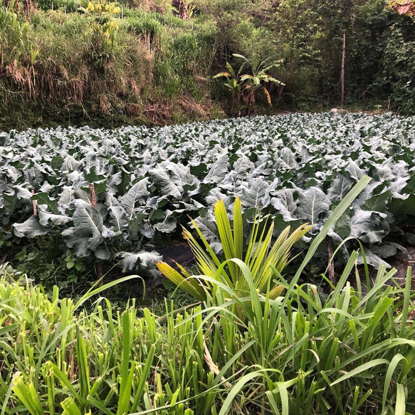 Buyan Lodge Lake View Villa ブドゥグル エクステリア 写真